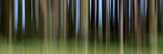 vertical panned trees